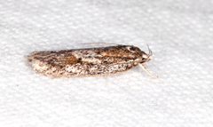 Acantholena siccella