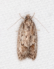 Acantholena siccella