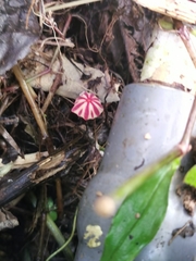 Marasmius tageticolor