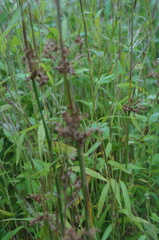 Juncus effusus conglomeratus
