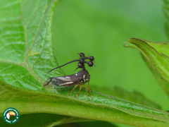 Bocydium globulare