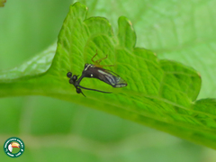 Bocydium globulare