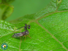 Bocydium globulare
