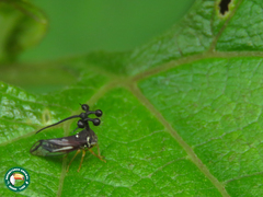 Bocydium globulare