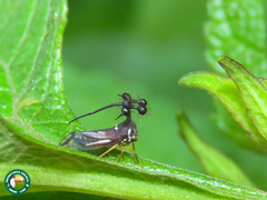 Bocydium globulare