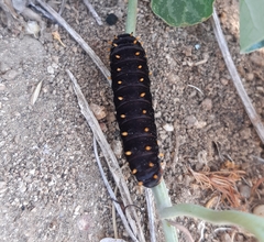 Battus polydamas psittacus