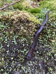 Plethodon hoffmani