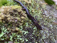 Plethodon hoffmani
