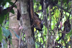 Hadrosciurus