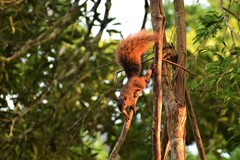 Sciurus spadiceus