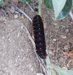 Battus polydamas psittacus