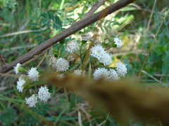 Ageratina riparia