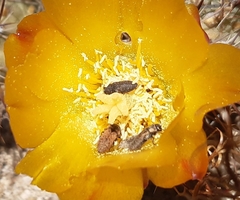 Atacamita