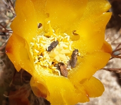 Atacamita