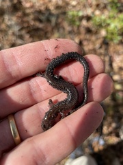 Plethodon hoffmani