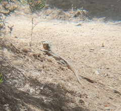 Callopistes maculatus