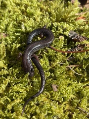 Plethodon hoffmani