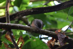 Cantorchilus guarayanus