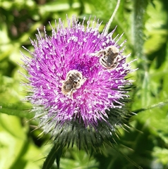 Diadasia chilensis
