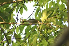 Hylophilus thoracicus