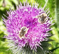Diadasia chilensis