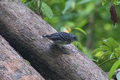 Hypocnemoides maculicauda