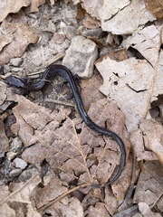 Plethodon hoffmani