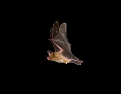 Hairy Big-Eared Bat photo 4