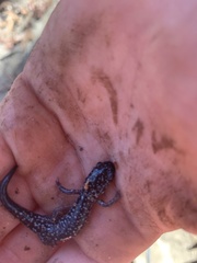 Plethodon glutinosus