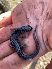 Plethodon glutinosus