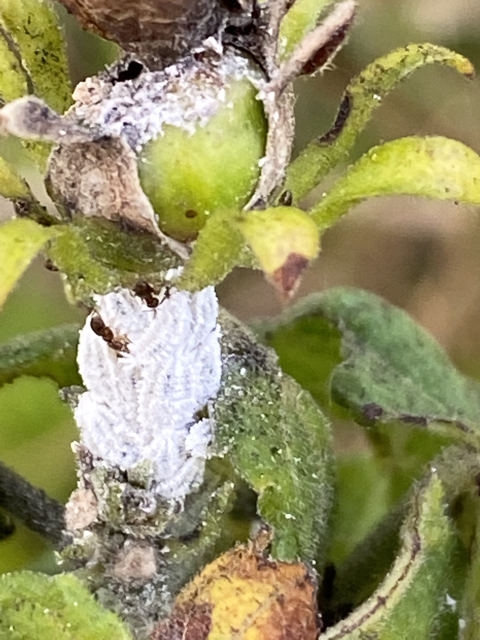 Brachymyrmex obscurior