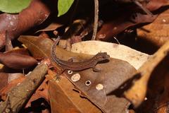 Chatogekko amazonicus