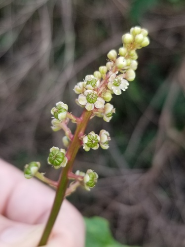 Phytolaccaceae image
