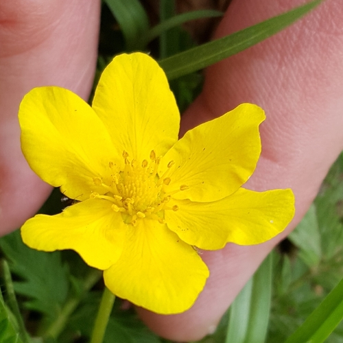 Pacific silverweed (Argentina pacifica)