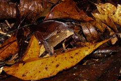 Physalaemus lateristriga