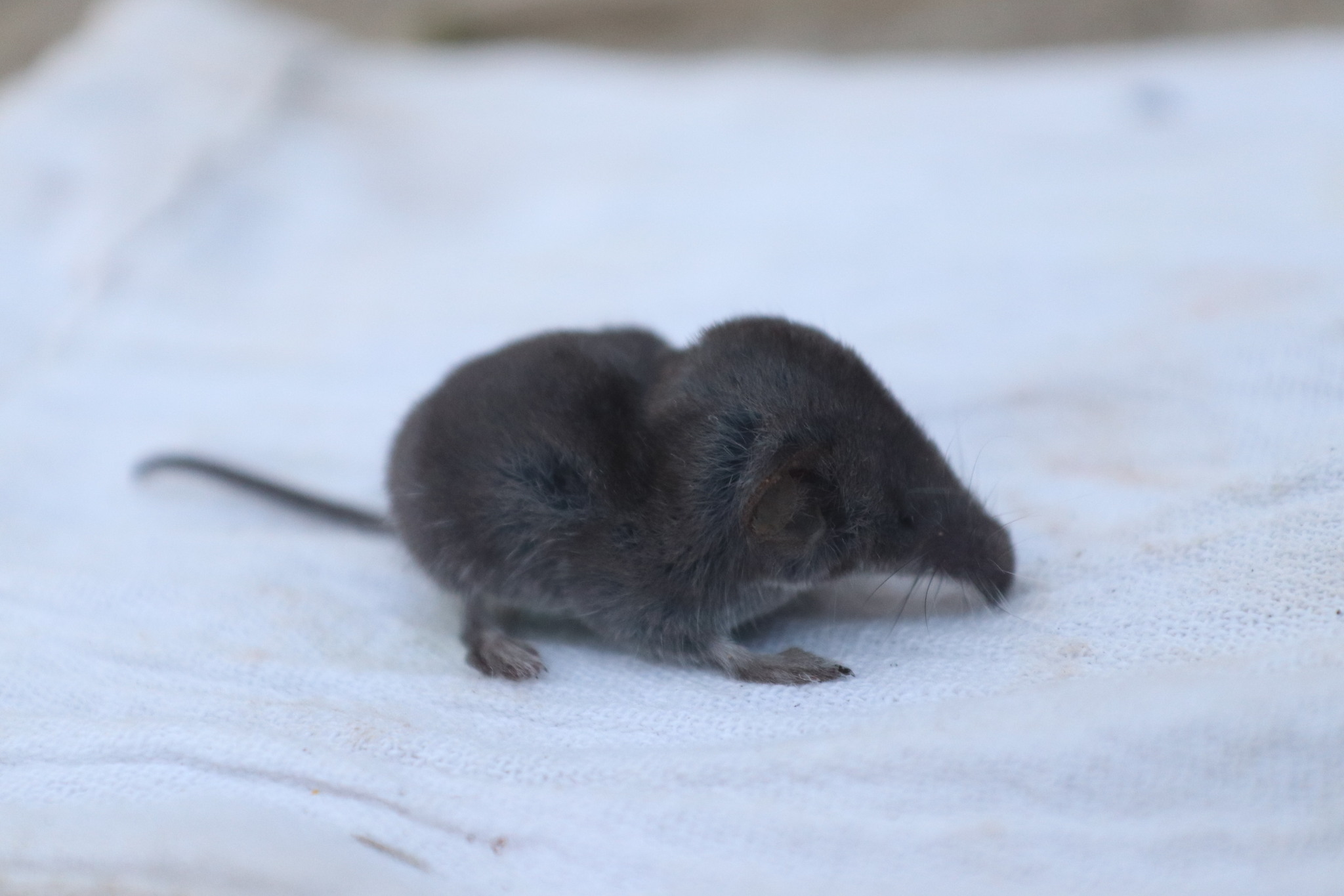 Sorex monticolus Merriam, 1890