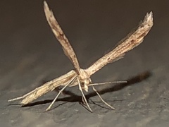Lioptilodes albistriolatus