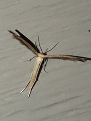 Lioptilodes albistriolatus
