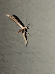 Lioptilodes albistriolatus