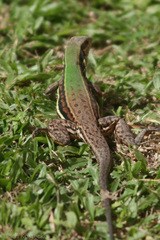Ameiva atrigularis