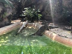 Crocodylia