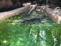 Crocodylia