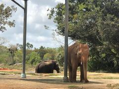 Elephantidae