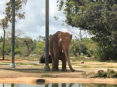 Elephantidae