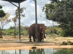 Elephantidae