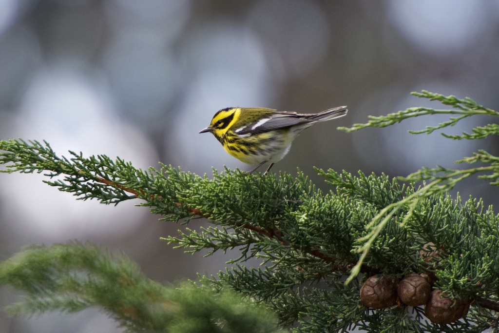 Townsend's Warbler
