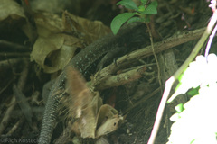 Ameiva atrigularis