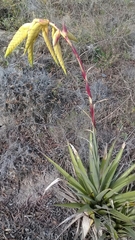Tillandsia lajensis