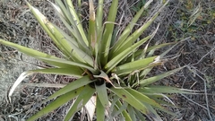 Tillandsia lajensis