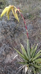 Tillandsia lajensis